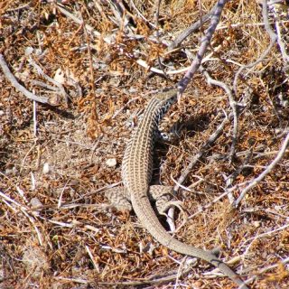 Western Whiptail Facts and Pictures