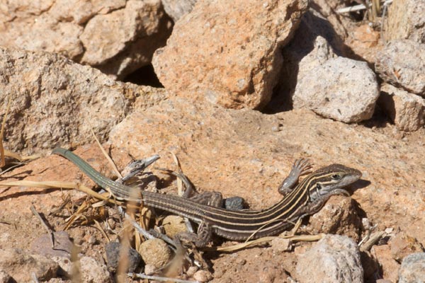 desert-grassland-whiptail-lizard-facts-and-pictures