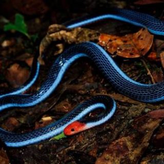 Blue Coral Snake Facts and Pictures | Reptile Fact