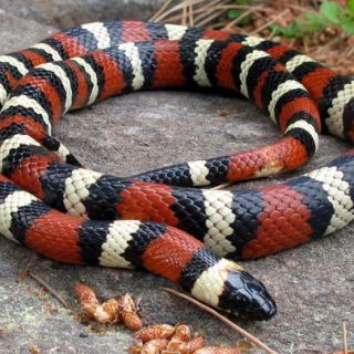 California Mountain Kingsnake Facts and Pictures