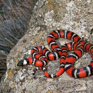 California Mountain Kingsnake Facts and Pictures