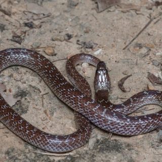 Common Wolf Snake Facts and Pictures