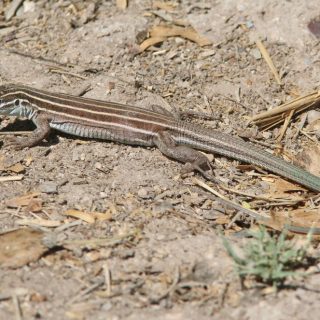 Desert Grassland Whiptail Lizard Facts and Pictures