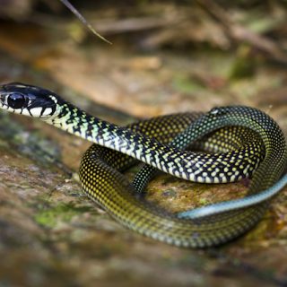 Speckled Racer Facts and Pictures