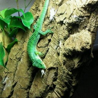 Abronia Graminea Facts and Pictures