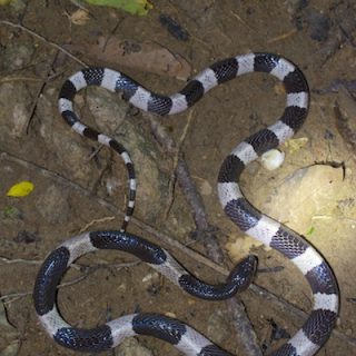 Malayan Krait Facts and Pictures