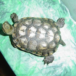 Spanish Pond Turtle Facts and Pictures