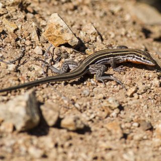 Orange-Throated Whiptail Facts and Pictures