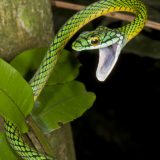 Parrot Snake Facts and Pictures