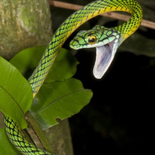 Parrot Snake Facts And Pictures