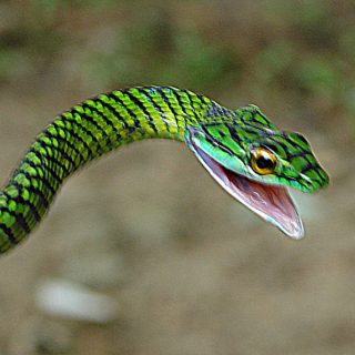 Parrot Snake Facts and Pictures