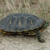 Western Painted Turtle Facts And Pictures