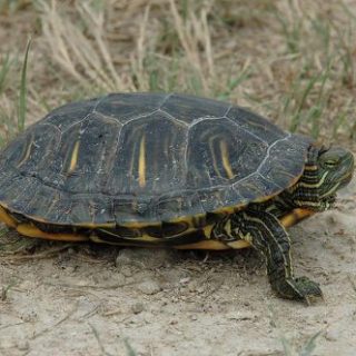 Western Painted Turtle Facts and Pictures