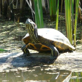 Pond Slider Facts and Pictures