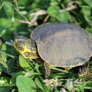 Pond Slider Facts and Pictures