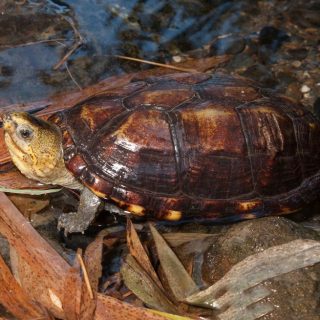 Scorpion Mud Turtle Facts and Pictures