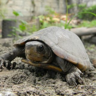 Scorpion Mud Turtle Facts and Pictures