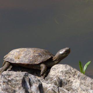 Spanish Pond Turtle Facts and Pictures