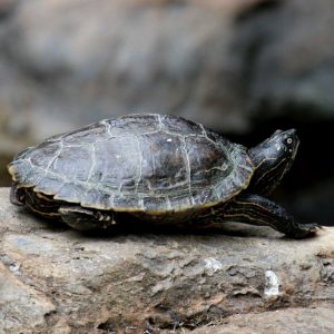 Eastern Box Turtle Facts and Pictures