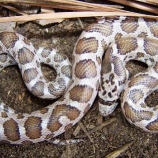 Texas Glossy Snake Facts and Pictures