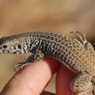 Western Whiptail Facts and Pictures