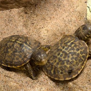 Desert Box Turtle Facts and Pictures