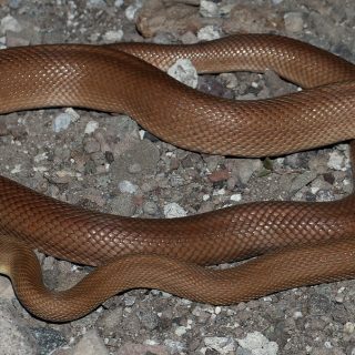 Baja California Rat Snake Facts and Pictures