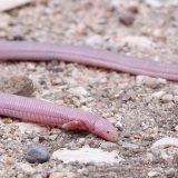 Mexican Mole Lizard Facts and Pictures