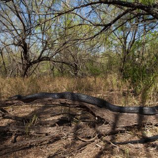 texas indigo snake menard county tx