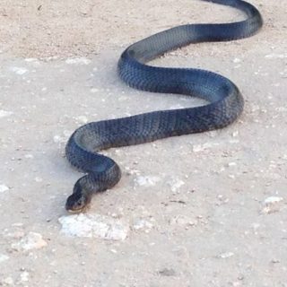 texas indigo snake menard county tx