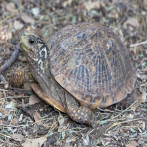 Desert Box Turtle Facts and Pictures