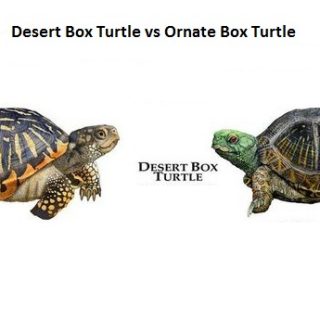 Desert Box Turtle Facts and Pictures