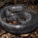 Texas Indigo Snake Facts and Pictures