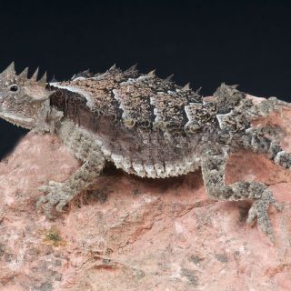 Giant Horned Lizard Facts and Pictures