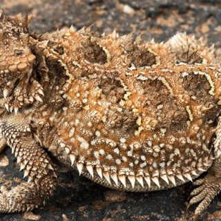 Greater Short-Horned Lizard Facts and Pictures | Reptile Fact