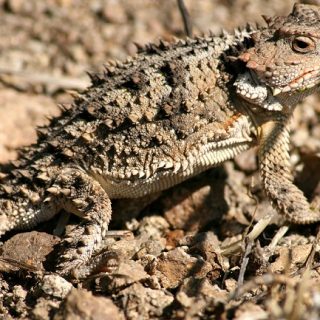 Greater Short-Horned Lizard Facts and Pictures