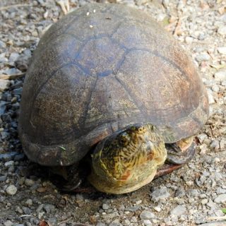 Western Painted Turtle Facts and Pictures