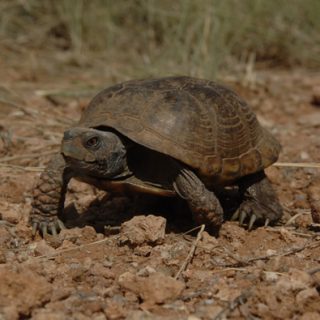 Desert Box Turtle Facts and Pictures