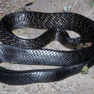 Texas Indigo Snake Facts and Pictures