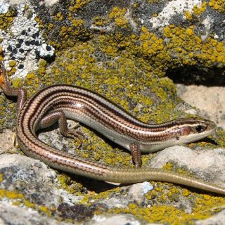 Many-lined Skink Facts and Pictures