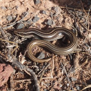 Many-lined Skink Facts and Pictures