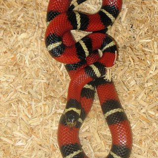 Mexican Milk Snake Facts and Pictures