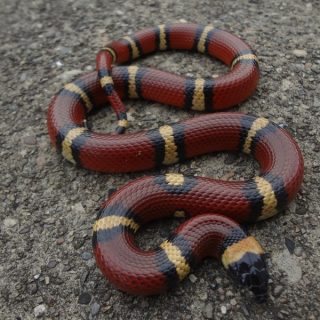 Mexican Milk Snake Facts and Pictures