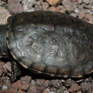 Mexican Mud Turtle Facts and Pictures