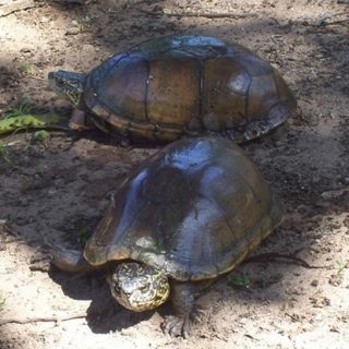 Mexican Mud Turtle Facts and Pictures