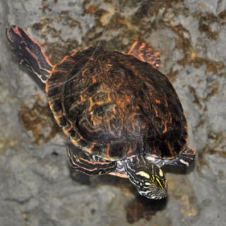 Rio Grande Cooter Facts and Pictures