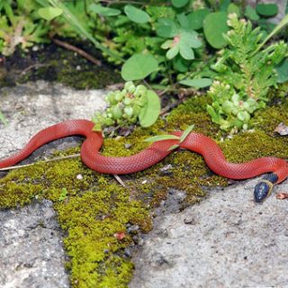 Red Coffee Snake Facts and Pictures