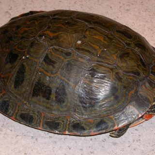 Rio Grande Cooter Facts and Pictures