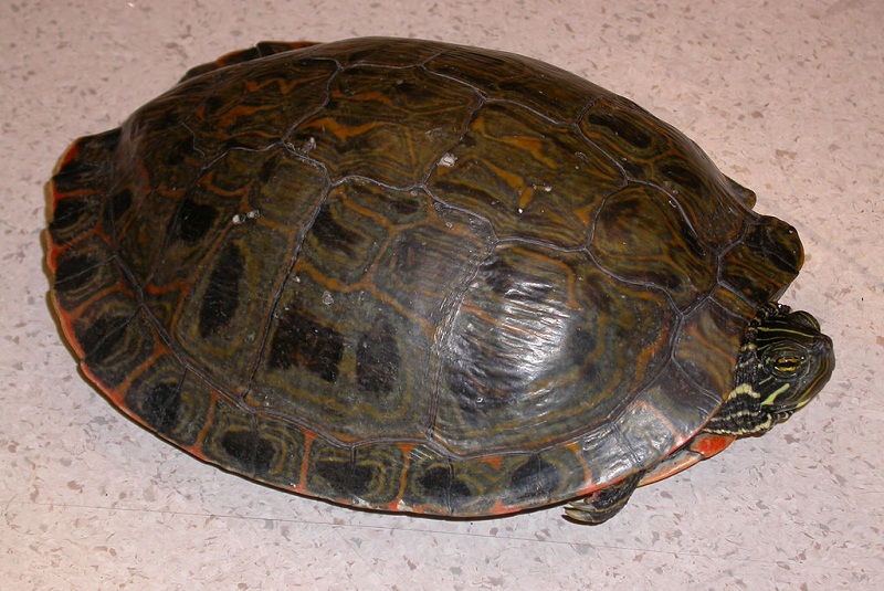 Rio Grande Cooter Images – Reptile Fact