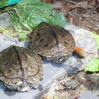 Mississippi Map Turtle Facts and Pictures